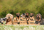 Waeller Sheepdogs