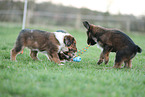 Waeller Sheepdog Puppies