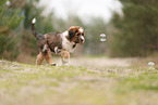 Waeller Sheepdog Puppy