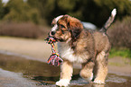 Waeller Sheepdog Puppy