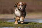 Waeller Sheepdog Puppy