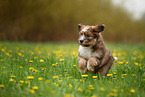 Waeller Sheepdog Puppy