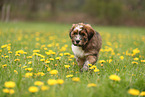 Waeller Sheepdog Puppy