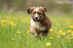 Waeller Sheepdog Puppy