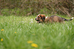 Waeller Sheepdog Puppy