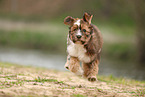 Waeller Sheepdog Puppy