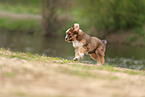 Waeller Sheepdog Puppy