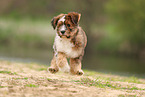 Waeller Sheepdog Puppy