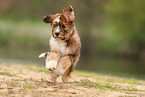 Waeller Sheepdog Puppy