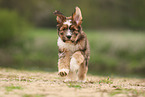 Waeller Sheepdog Puppy