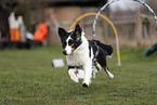 Waeller Sheepdog