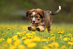 Waeller Sheepdog Puppy