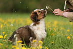 Waeller Sheepdog Puppy