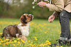 Waeller Sheepdog Puppy