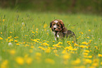 Waeller Sheepdog Puppy