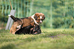 Waeller Sheepdog Puppies