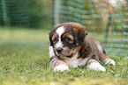 Waeller Sheepdog Puppy