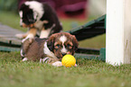 Waeller Sheepdog Puppies