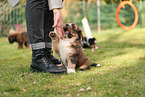 Waeller Sheepdog Puppies