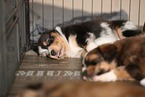 Waeller Sheepdog Puppies