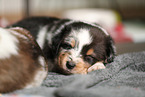 Waeller Sheepdog Puppies