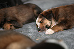 Waeller Sheepdog Puppies