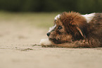 Waeller Puppy