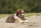 Waeller Puppy