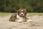 Waeller Puppy