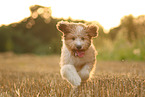 Waeller Puppy