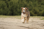 Waeller Puppy