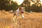 Waeller Puppy