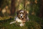 Waeller Puppy