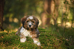 Waeller Puppy