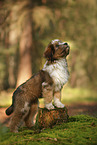Waeller Puppy