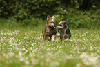 Waeller Puppies