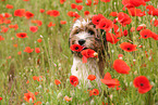 Waeller Puppy