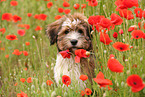 Waeller Puppy