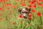 Waeller Puppy