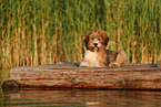 Waeller Puppy
