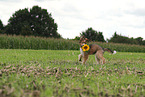Waeller Puppy