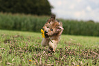 Waeller Puppy