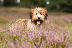 Waeller Puppy