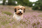 Waeller Puppy