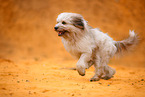Waeller Sheepdog