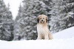 Waeller Sheepdog