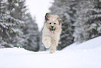 Waeller Sheepdog