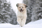 Waeller Sheepdog