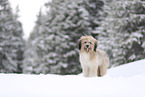 Waeller Sheepdog