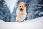 Waeller Sheepdog